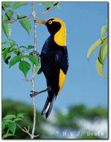 Regent Bowerbird - Sericulus chrysocephalus