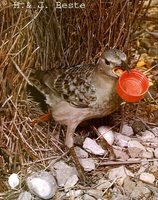 Great Bowerbird - Chlamydera nuchalis