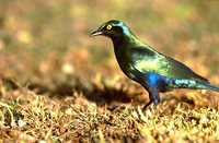 Greater Blue-eared Glossy-Starling - Lamprotornis chalybaeus