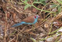 Red-cheeked Cordonbleu - Uraeginthus bengalus