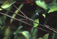 Chestnut Munia - Lonchura atricapilla