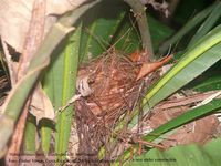 Black-cheeked Ant-Tanager - Habia atrimaxillaris