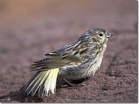 Canary-winged Finch - Melanodera melanodera