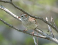 Field Sparrow - Spizella pusilla