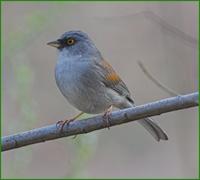 Yellow-eyed Junco Cave Creek