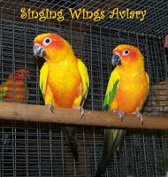 Sun Conure