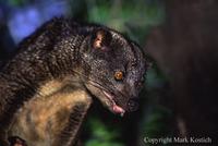Two Spotted Palm Civet