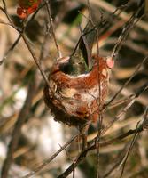 Golden-capped Parakeet in Canastra.