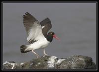 American Oystercatcher  1