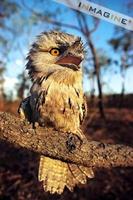 Tawny Frogmouth Owl (Podargus strigoides) photo