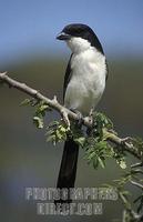 Long tailed Fiscal , Lanius cabanisi , Amboseli National Park , Kenya stock photo