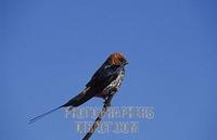 Lesser striped swallow , Hirundo daurica , Kasungu National Park , Malawi stock photo