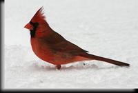 Northern Cardinal, Dobbs Ferry, NY