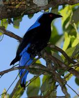 Asian Fairy Bluebird - Male