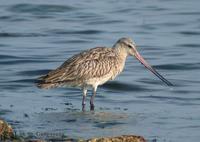 Bar-tailed Godwit Limosa lapponica 큰뒷부리도요