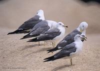 괭이갈매기 Black-Tailed Gull Larus crassirostris