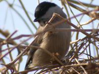 Marsh Tit Parus parustris 쇠박새