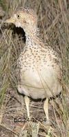 Plains Wanderer