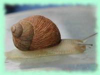 Helix mazzullii (De Cristofori