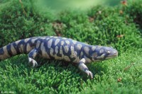 : Ambystoma tigrinum; Tiger Salamander