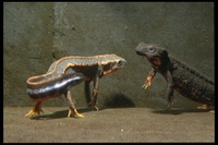 : Cynops ensicauda ensicauda