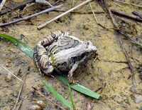 : Microhyla pulchra; Beautiful Pygmy Frog