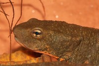 : Paramesotriton deloustali