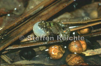 : Pseudopaludicola boliviana