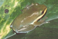 : Rhacophorus dennysi