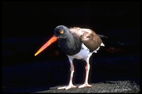 : Haematopus palliatus galapagensis; American Oystercatcher