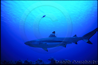 : Carcharhinus melanopterus; Blacktip Reef Shark