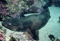 : Cephaloscyllium ventriosum; Swell Shark