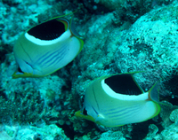 : Chaetodon ephippium; Saddled Butterflyfish