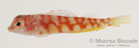 : Enneapterygius pyramis