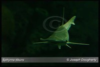 : Sphyrna tiburo; Bonnethead Shark