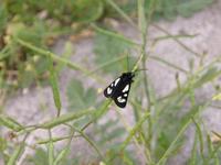 : Alypia sp.; Desert Forester Moth