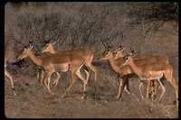 : Aepyceros melampus; Impala