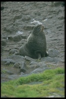 : Callorhinus ursinus; Alaskan Fur Seal, Bull