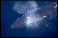 : Megaptera novaeangliae; Humpback Whale