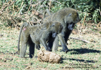 : Papio cynocephalus; Savanna Baboon