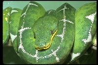 : Corallus canina; Emerald Tree Boa