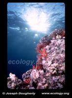 : Heterocentrotus mammillatus; Slate Pencil Urchin