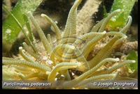 : Periclimenes pedersoni; Spotted Cleaner Shrimp;