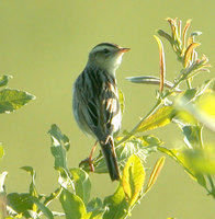 Aquatic Warbler