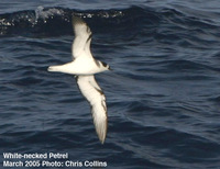 Figs.   14-15. White-necked Petrel Pterodroma cervicalis