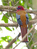 Red-headed Trogon