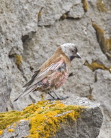 ...Gray-crowned Rosy-Finch, the most common passerine in the Pribilof Islands. Photo by Dave Kutile