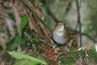 Rufous-tailed Robin 紅尾歌鴝