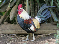 Red Junglefowl