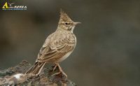 Fig. 5. Crested Lark : 뿔종다리